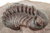 Curled Red Austerops Trilobite - Hmar Laghdad, Morocco #320890-2